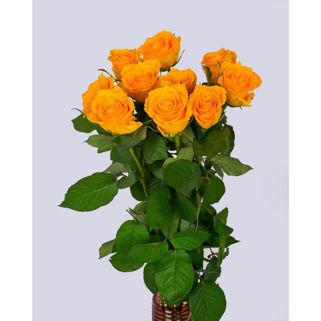 [6-33062] 