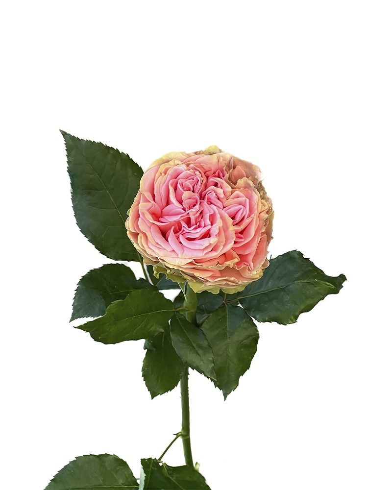 [6-40873] 