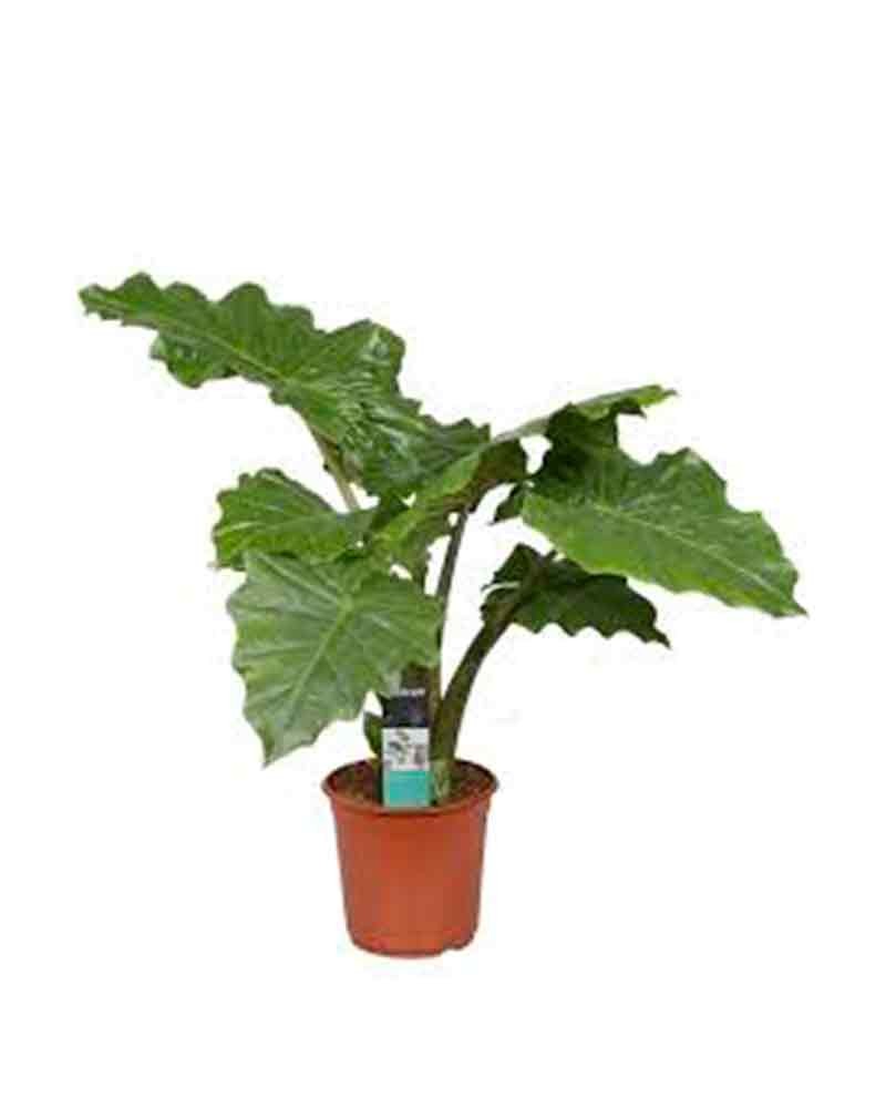 [6-38521] 