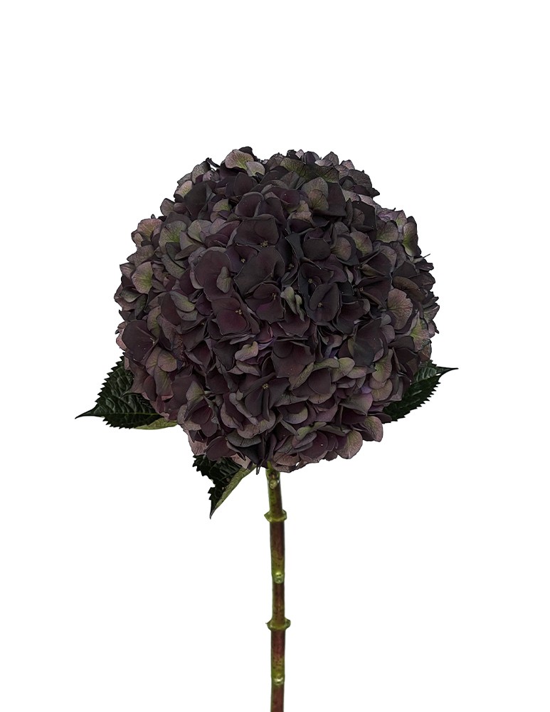 [6-45864] 