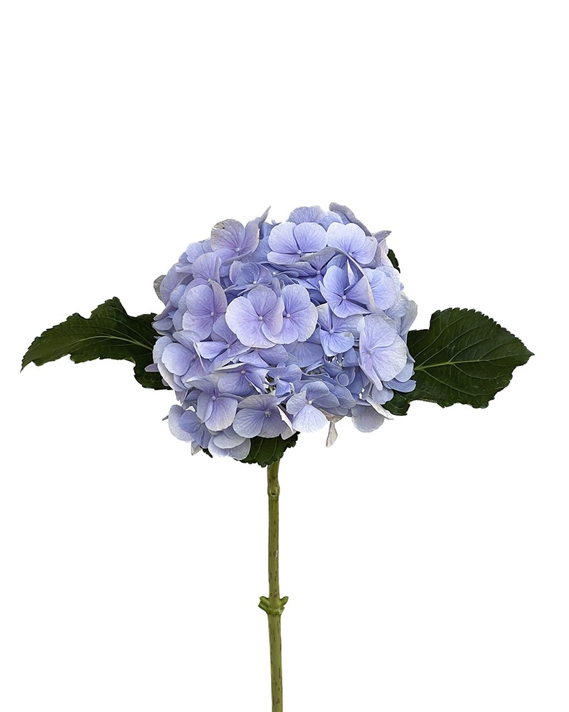 [6-39736] 