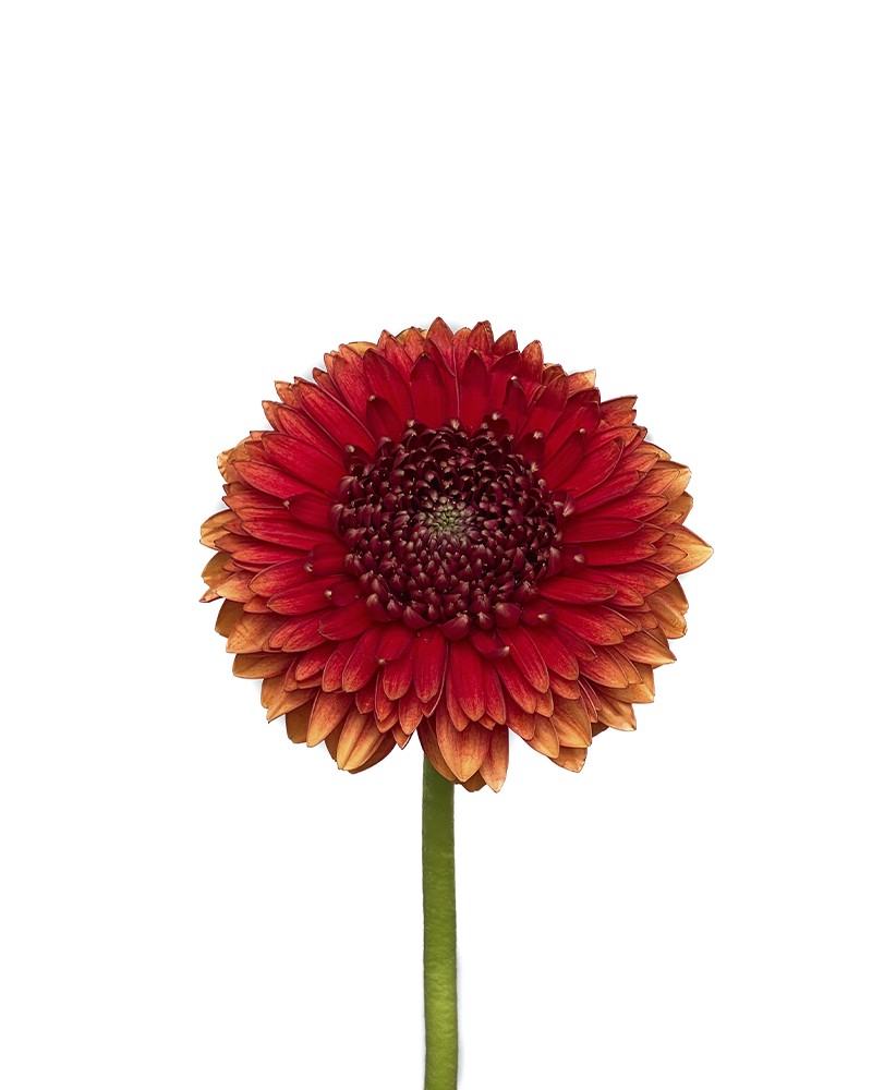 [6-43368] 