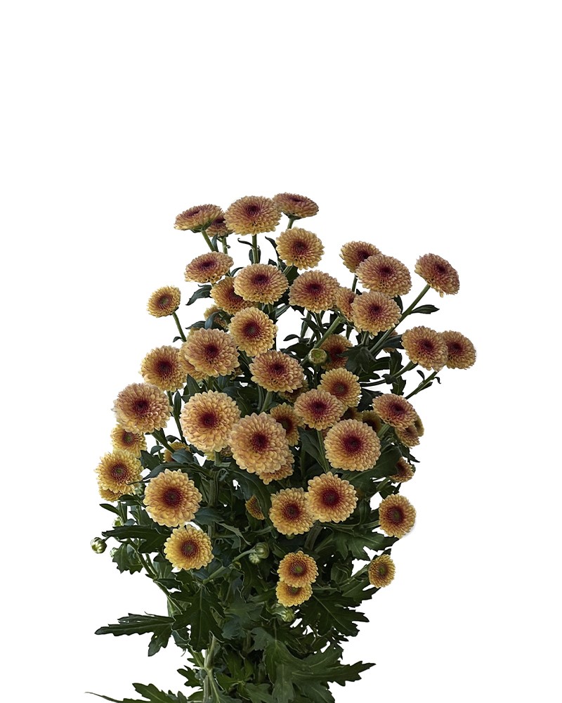 [6-46194] 