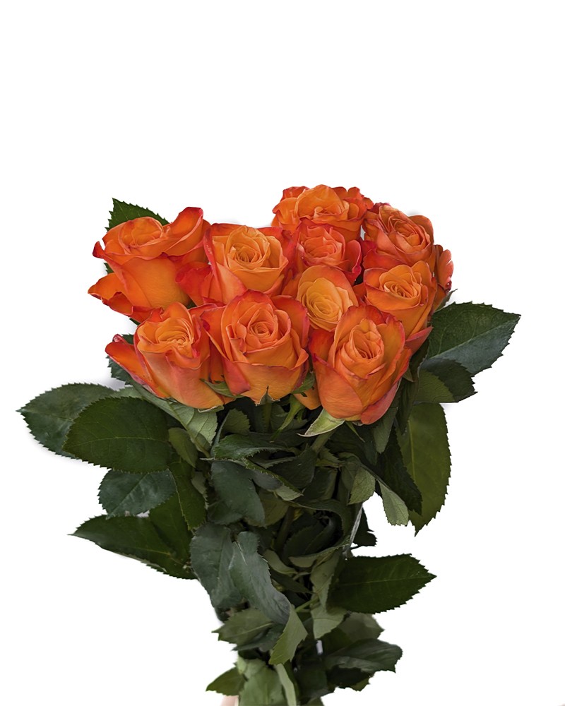 [6-45992] 