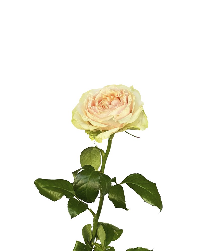 [6-32263] 