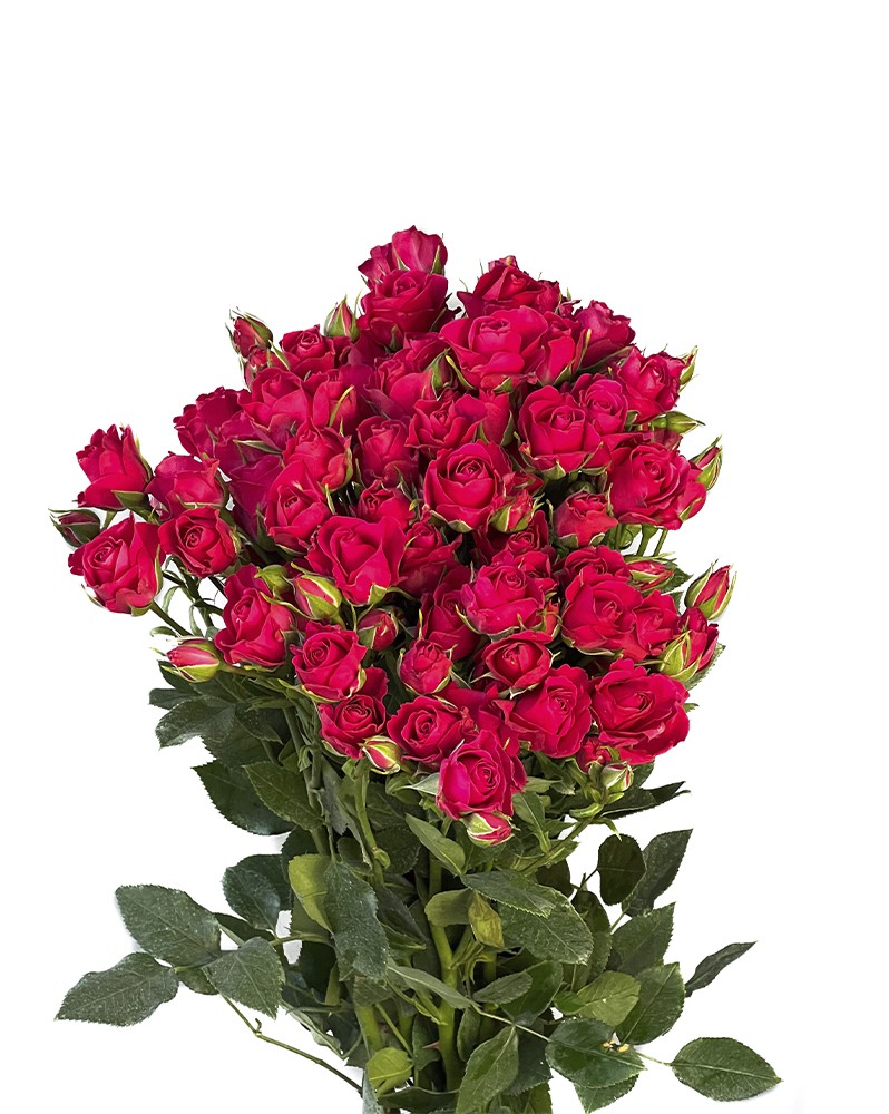 [6-42504] 
