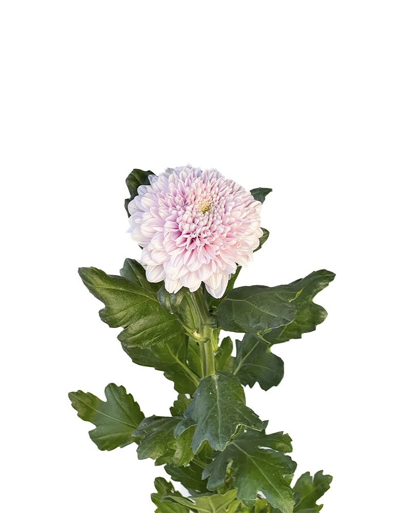 [6-46267] 