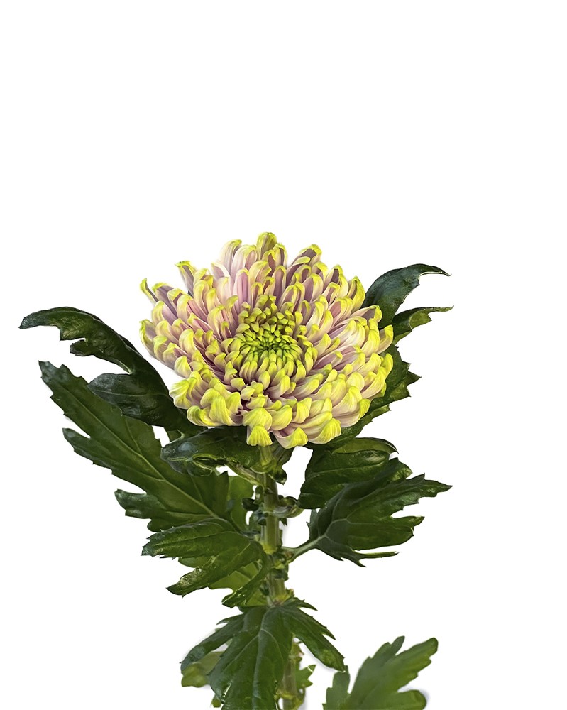 [6-46017] 