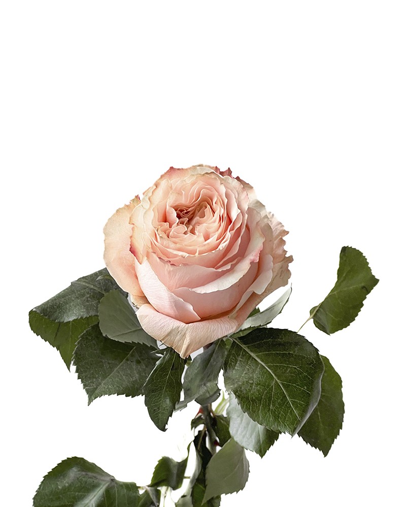 [6-38359] 