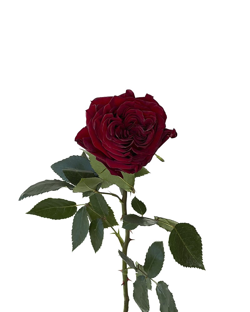 [6-44365] 