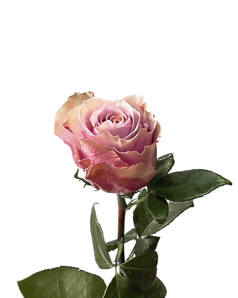 [6-46366] 