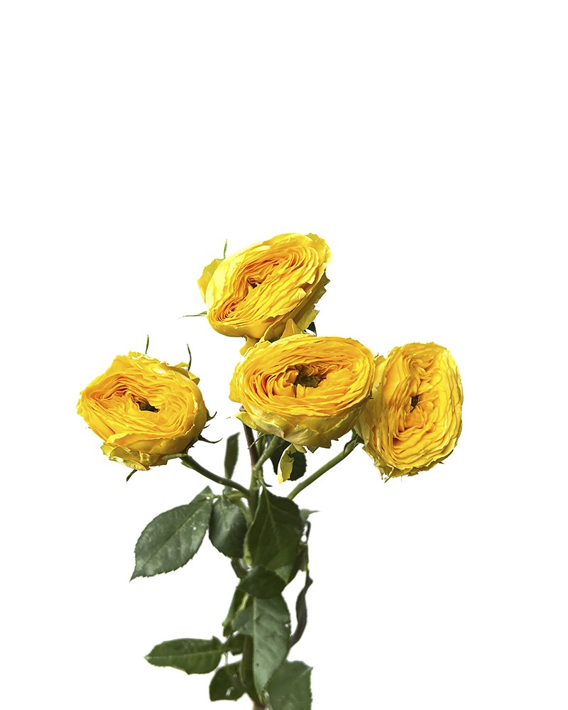 [6-40642] 