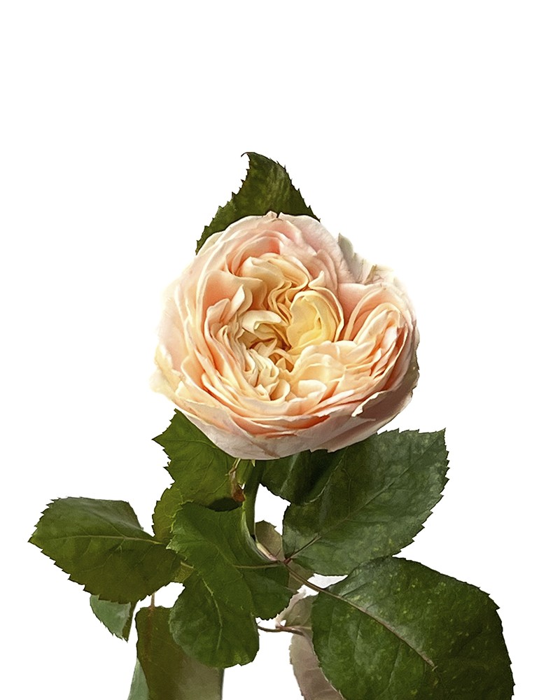 [6-47901] 