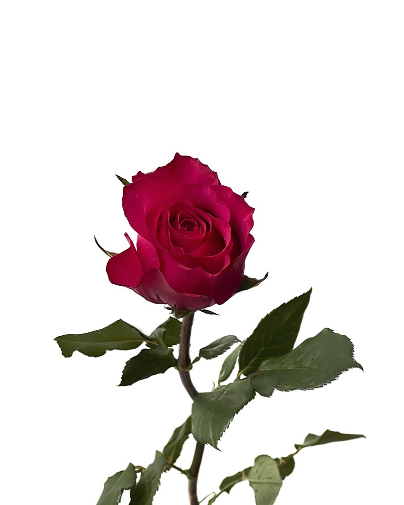 [6-39753] 