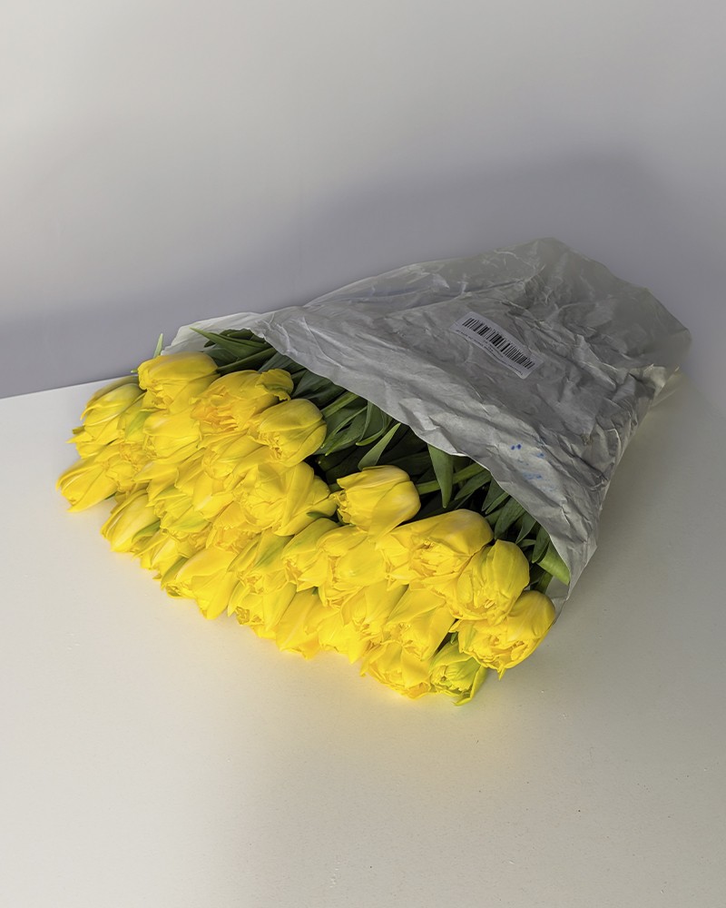 [6-48753yellow] 