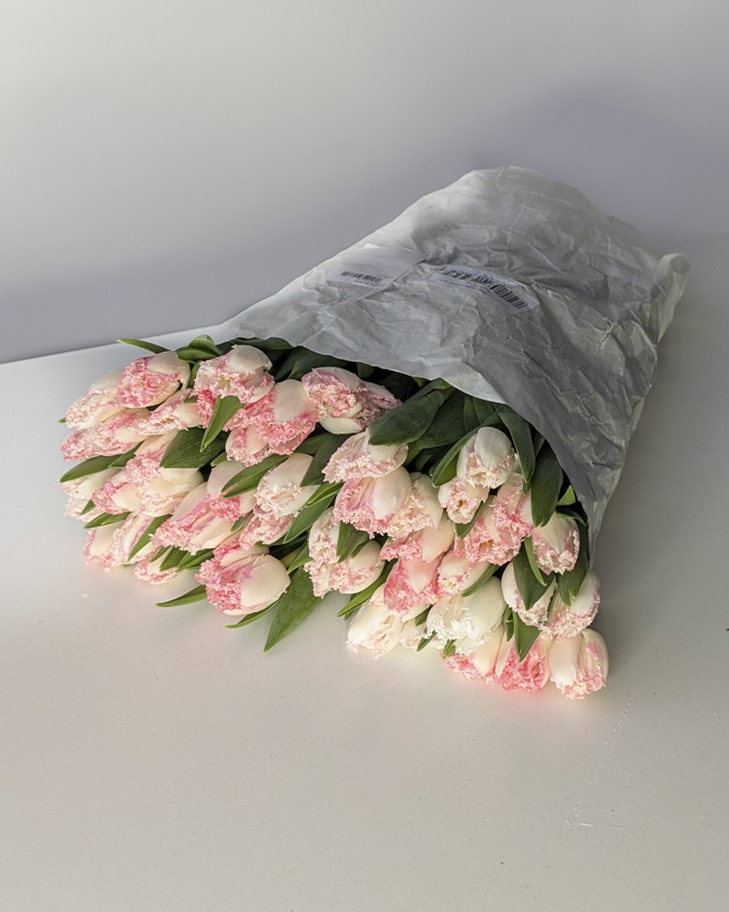 [6-48754white-pink] 