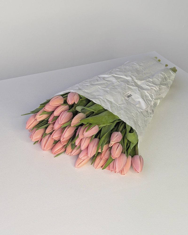 [6-48754pink] 