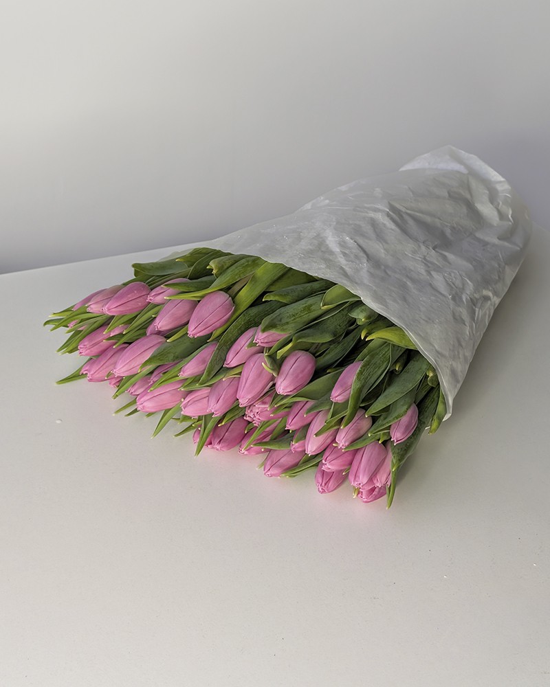 [957481pink] 