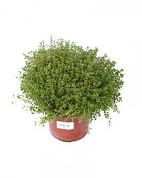 [420899] 