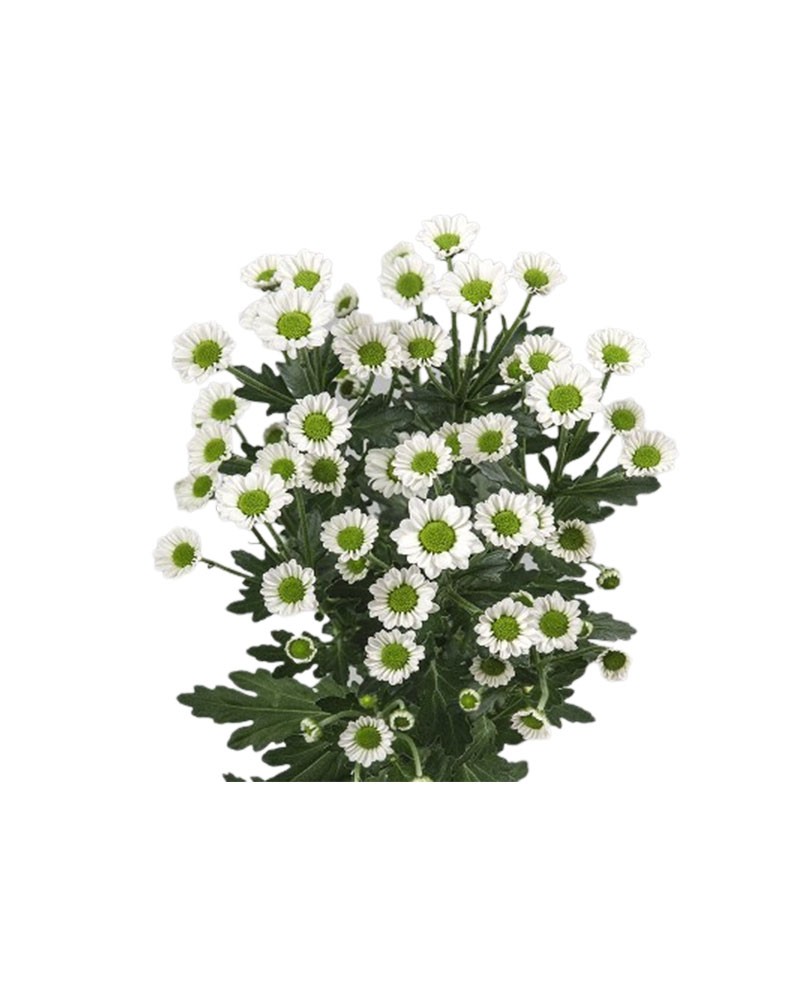 [966197] 